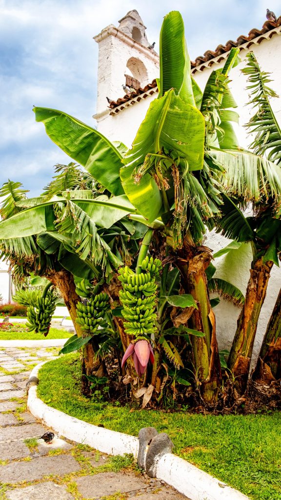 Aménagement d'un jardin exotique